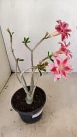 Planta Dobrada 3518 – 35cm – 03 anos - Imagem 5