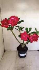 Planta Dobrada 3519 – 35cm – 03 anos - Imagem 2