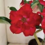 Planta Dobrada 3519 – 35cm – 03 anos