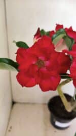 Planta Dobrada 3519 – 35cm – 03 anos