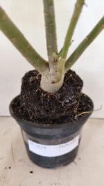 Planta Dobrada 3519 – 35cm – 03 anos - Imagem 9