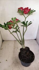 Planta Dobrada 3519 – 35cm – 03 anos - Imagem 8