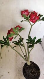 Planta Dobrada 3519 – 35cm – 03 anos - Imagem 7