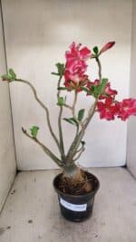 Planta Dobrada 3520 – 35cm – 03 anos