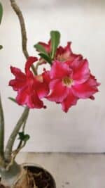 Planta Dobrada 3520 – 35cm – 03 anos - Imagem 4