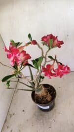 Planta Dobrada 3520 – 35cm – 03 anos - Imagem 5