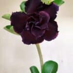 Planta Dobrada 3521 – 30cm – 02 anos