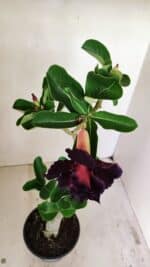 Planta Dobrada 3521 – 30cm – 02 anos - Imagem 4