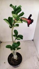 Planta Dobrada 3521 – 30cm – 02 anos - Imagem 5