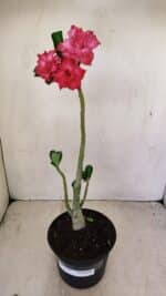 Planta Dobrada 3522 – 30cm – 02 anos - Imagem 2