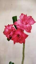 Planta Dobrada 3522 – 30cm – 02 anos