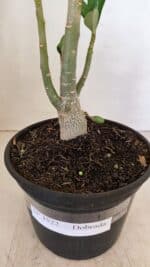 Planta Dobrada 3522 – 30cm – 02 anos - Imagem 5