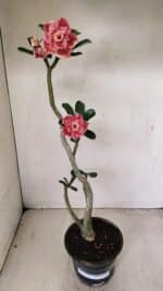 Planta Dobrada 3523 – 35cm – 03 anos - Imagem 2