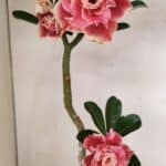 Planta Dobrada 3523 – 35cm – 03 anos