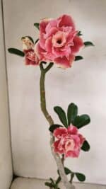 Planta Dobrada 3523 – 35cm – 03 anos