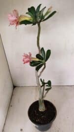 Planta Dobrada 3523 – 35cm – 03 anos - Imagem 7