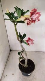 Planta Dobrada 3523 – 35cm – 03 anos - Imagem 6