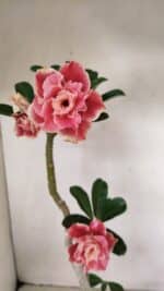 Planta Dobrada 3523 – 35cm – 03 anos - Imagem 5