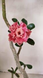 Planta Dobrada 3523 – 35cm – 03 anos - Imagem 3