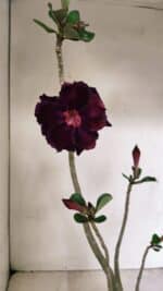 Planta Dobrada 3524 – 35cm – 03 anos