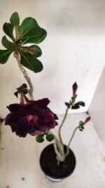 Planta Dobrada 3524 – 35cm – 03 anos - Imagem 4