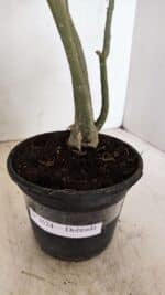 Planta Dobrada 3524 – 35cm – 03 anos - Imagem 7