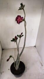 Planta Dobrada 3524 – 35cm – 03 anos - Imagem 6