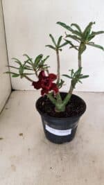 Planta Dobrada 3525 – 30cm – 02 anos - Imagem 2