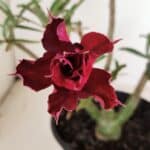 Planta Dobrada 3525 – 30cm – 02 anos