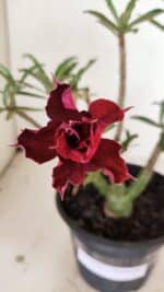 Planta Dobrada 3525 – 30cm – 02 anos