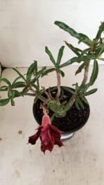 Planta Dobrada 3525 – 30cm – 02 anos - Imagem 4