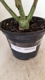 Planta Dobrada 3525 – 30cm – 02 anos - Imagem 7