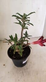 Planta Dobrada 3525 – 30cm – 02 anos - Imagem 6