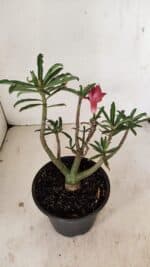 Planta Dobrada 3525 – 30cm – 02 anos - Imagem 5