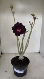 Planta Dobrada 3526 – 35cm – 03 anos - Imagem 2