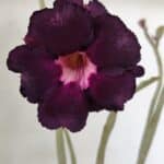 Planta Dobrada 3526 – 35cm – 03 anos