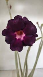 Planta Dobrada 3526 – 35cm – 03 anos