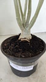 Planta Dobrada 3526 – 35cm – 03 anos - Imagem 6