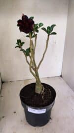 Planta Dobrada 3528 – 35cm – 03 anos - Imagem 2