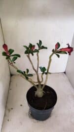 Planta Dobrada 3528 – 35cm – 03 anos - Imagem 5