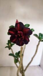 Planta Dobrada 3528 – 35cm – 03 anos - Imagem 4