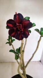 Planta Dobrada 3528 – 35cm – 03 anos - Imagem 6