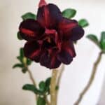 Planta Dobrada 3528 – 35cm – 03 anos