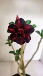 Planta Dobrada 3528 – 35cm – 03 anos