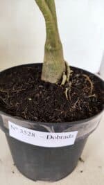 Planta Dobrada 3528 – 35cm – 03 anos - Imagem 8