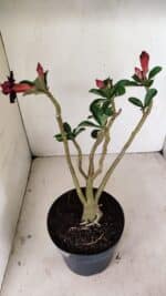 Planta Dobrada 3528 – 35cm – 03 anos - Imagem 7