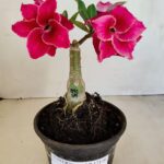 ENXERTO 12116  – 20cm (cor LM 891)