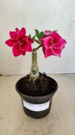 ENXERTO 12116  – 20cm (cor LM 891)