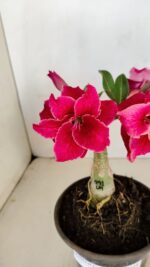 ENXERTO 12116  – 20cm (cor LM 891) - Imagem 3