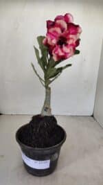 ENXERTO 12119  – 20cm (cor LM 491)